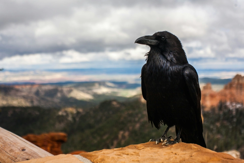 Black crow bird by Tyler Quiring unsplash