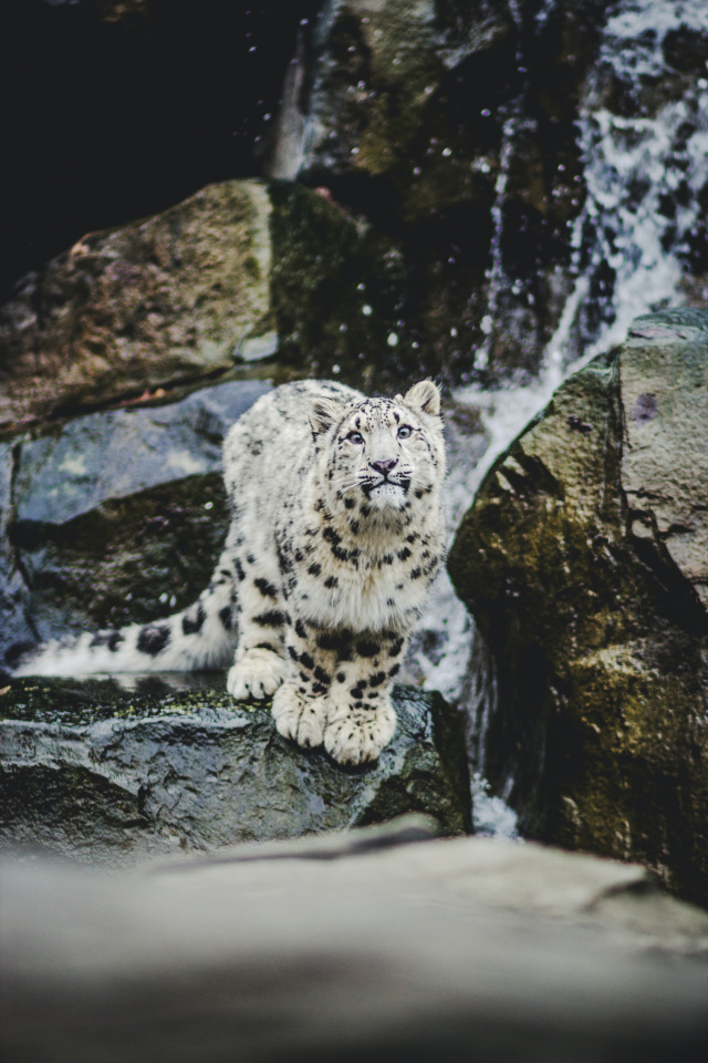 Helena lopes Snow Leopard unsplash
