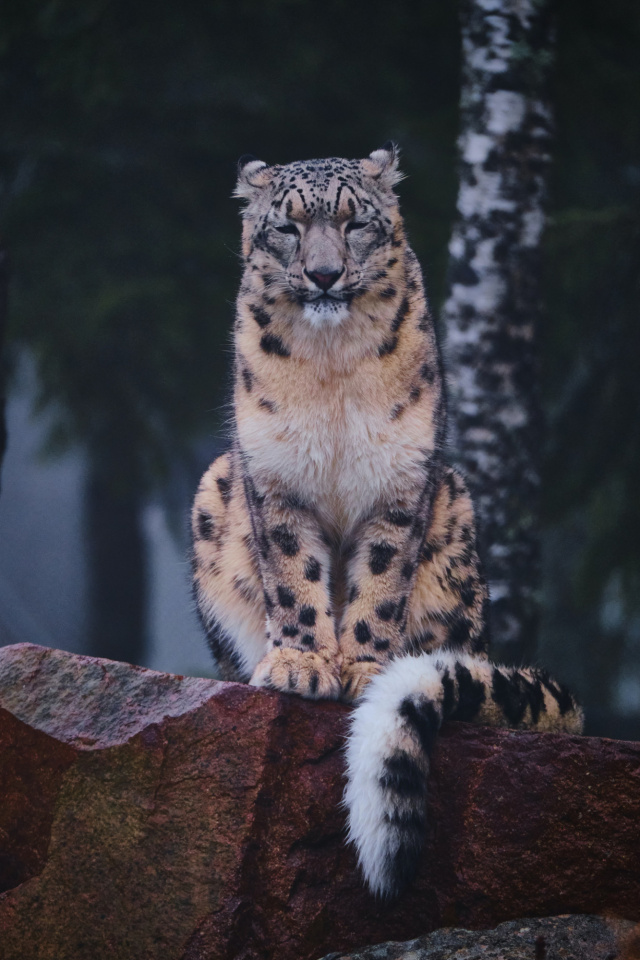 Simon schwyter Snow Leopard unsplash