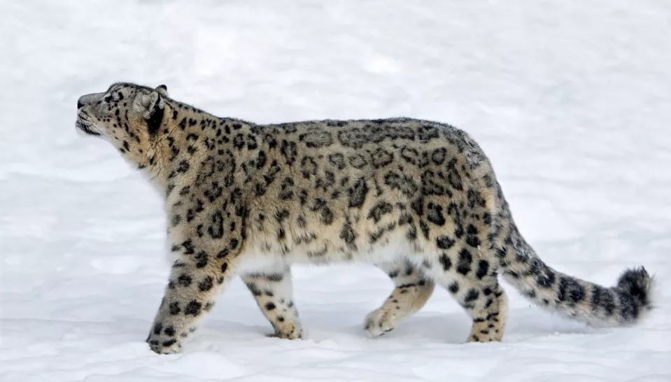 Snow leopard