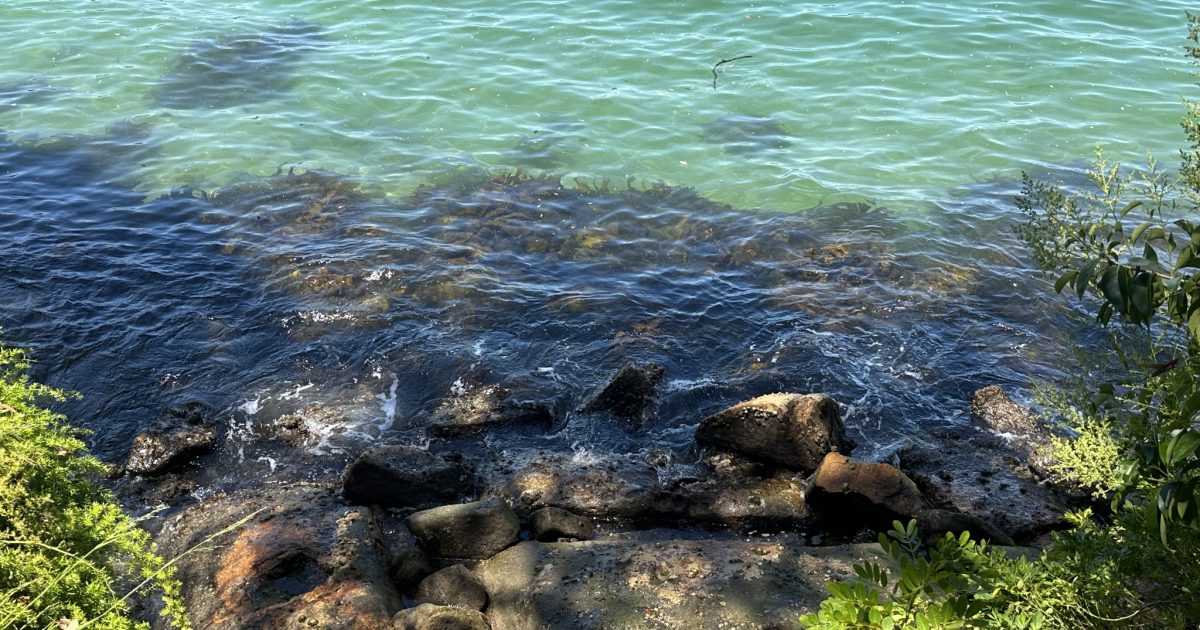 Chowder Bay Chowder Bay | Kuno