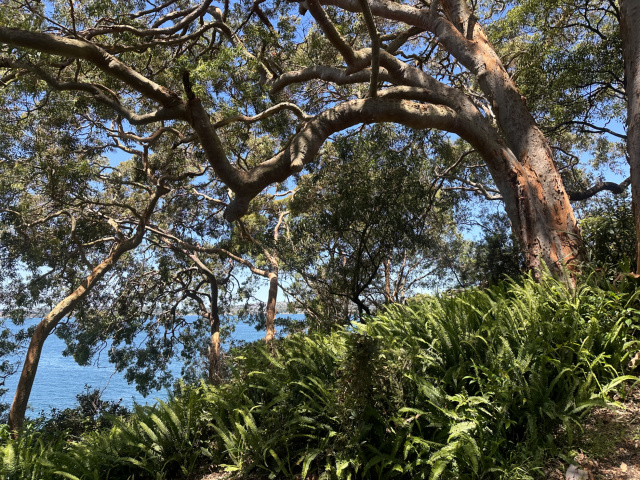 Gooragal to Chowder Bay