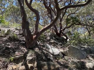 Interesting Trees Bradleys Head