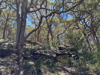 Twisted Eucalypts Bradleys Head