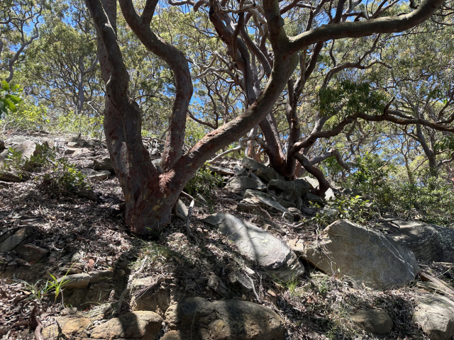 Interesting Trees Bradleys Head