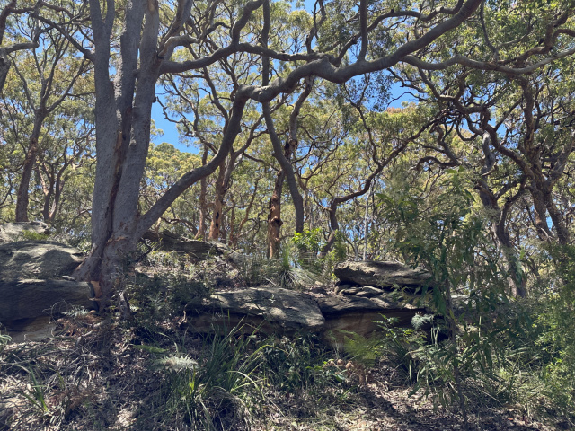 Twisted Eucalypts Bradleys Head