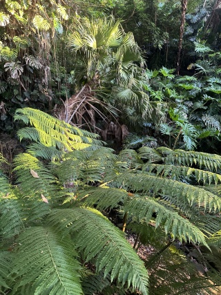 Cremorne Point Gully