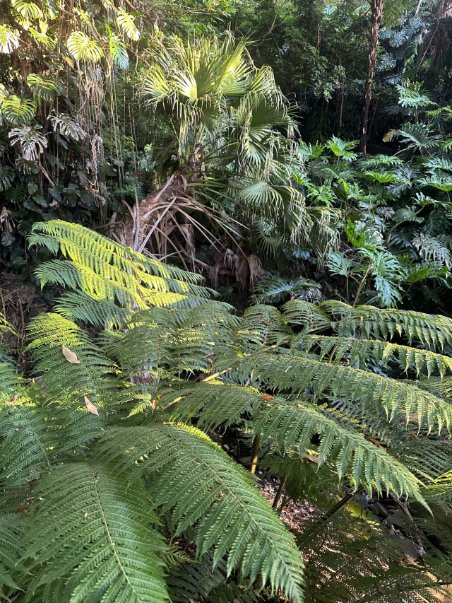 Cremorne Point Gully