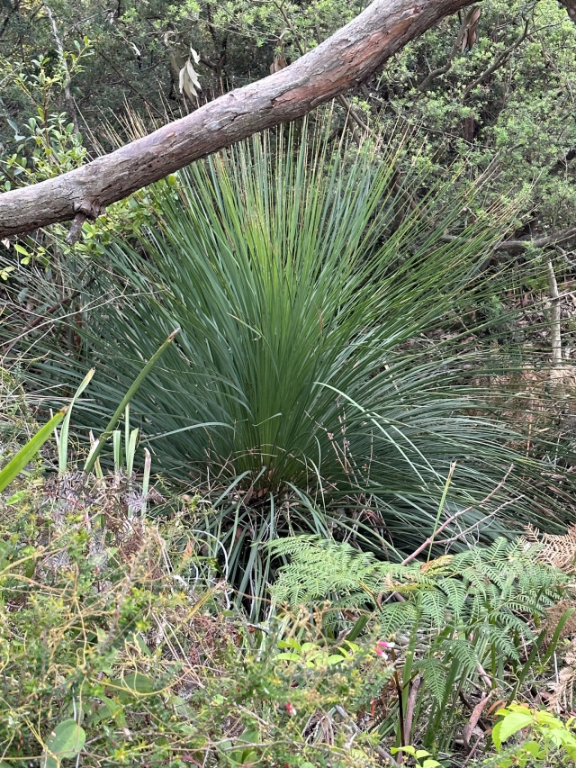 Coastal Vegetation Gooragal
