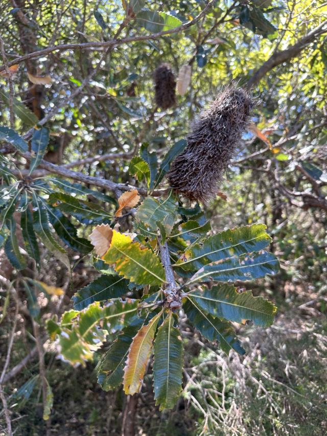 Banksia