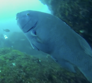 Eastern Blue Groper profile SIMS