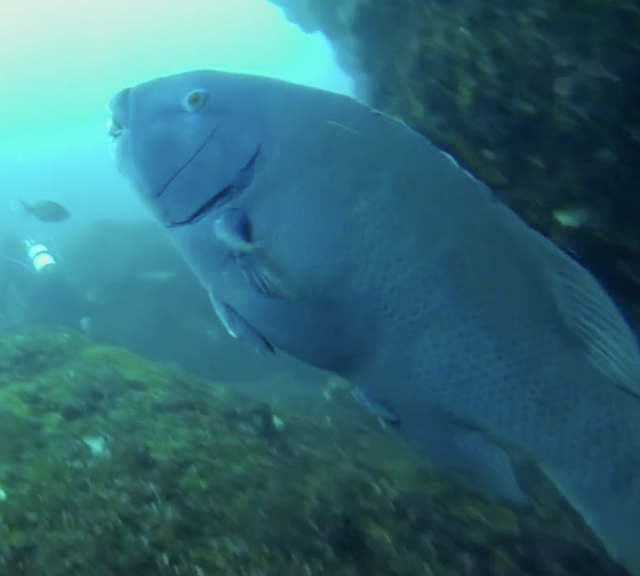 Eastern Blue Groper profile SIMS