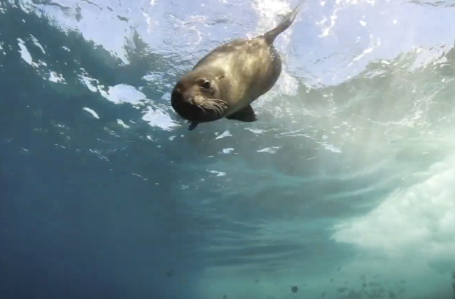 Seal Sydney Harbour SIMS