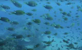 School of Fish SIMS