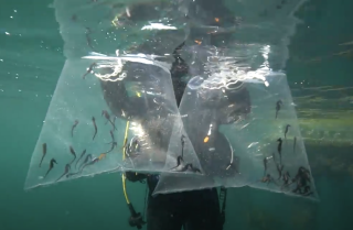 Seahorse Release SIMS