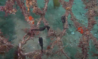 Seahorse reintroduction project Sydney Harbour SIMS