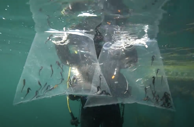 Seahorse Release SIMS