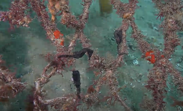 Seahorse reintroduction project Sydney Harbour SIMS