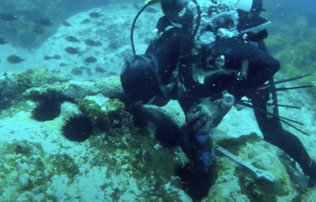 Urchins Sydney Harbour SIMS