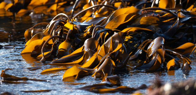 Ben wicks kelp unsplash