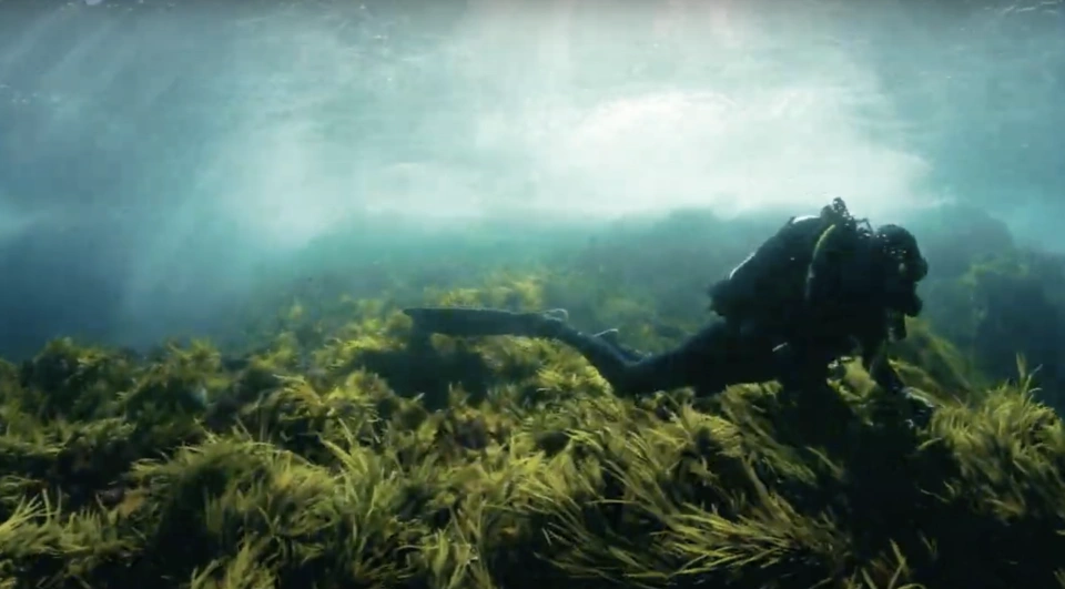 Sydney Harbour marine habitat SIMS