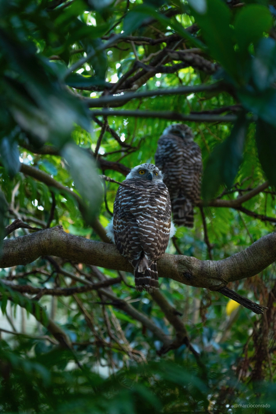 Powerful Owl by Marcio Conrado nr10