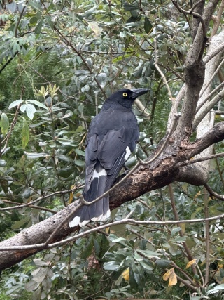 Currawong