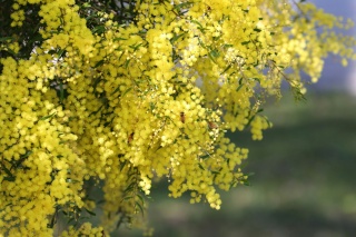 Anthony rae unsplash wattle flower