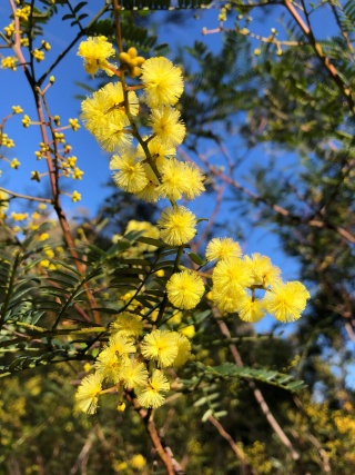 Rosie forsyth unsplash wattle flower