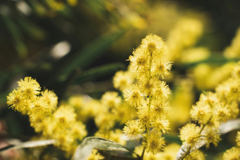 Chris gresham britt unsplash wattle flower