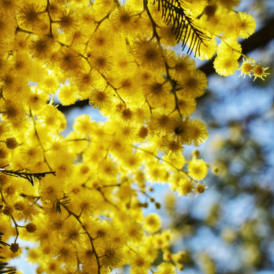 Trevar skillicorn chilver unsplash wattle flower