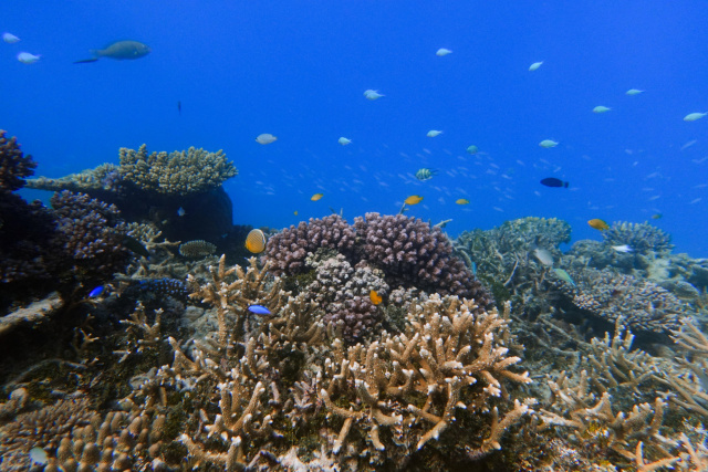 Great Barrier Reef by Dr Daniela Ceccarelli