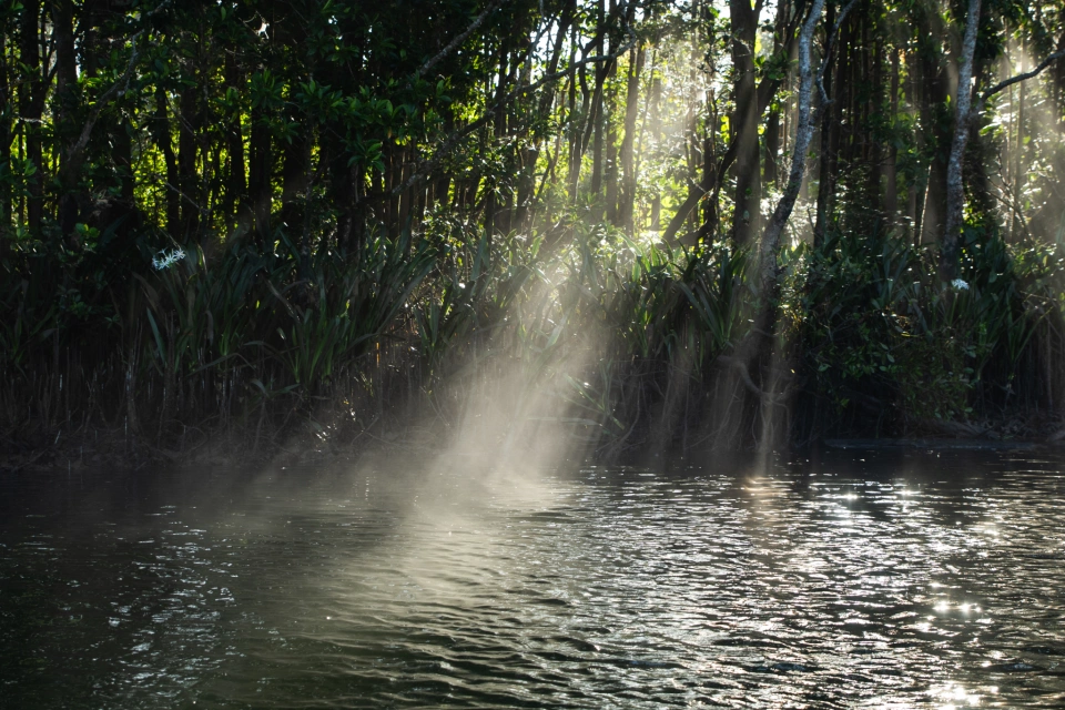 Daintree River Tilde Bergstrom 9097