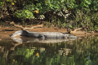 Crocodile Daintree Tilde Bergstrom 9109