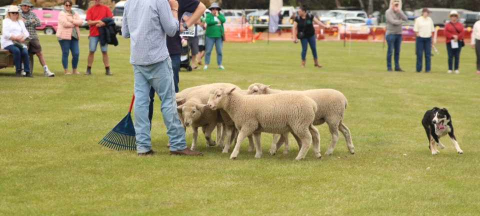 19680 Molly Russ sheep Bushfest 25