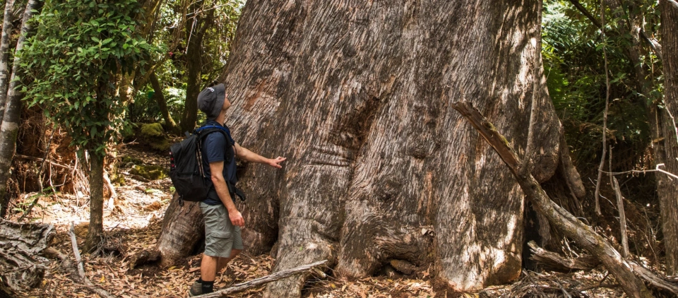 Giants of the Leven Big Tree 2 0287 by Tilde Bergstrom COPY
