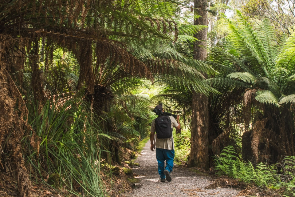 Leven Canyon ferns walking 0148 by Tilde Bergstrom
