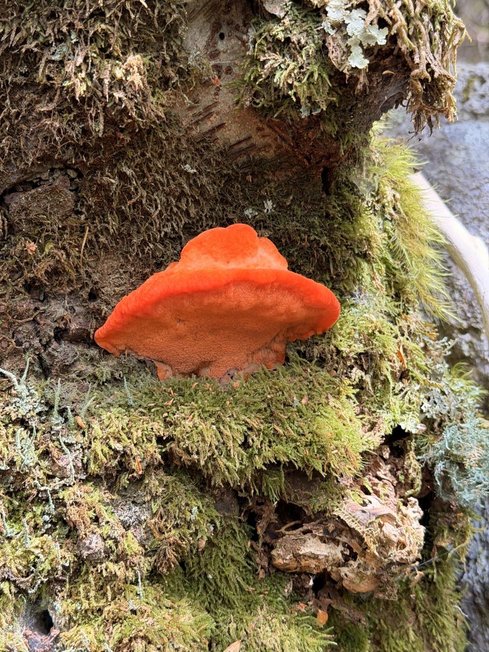 Winterbrook Black Bluff fungi by Marcio Conrado IMG 0071