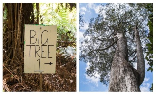 Big tree 1 collage