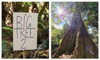 Big tree 2 collage