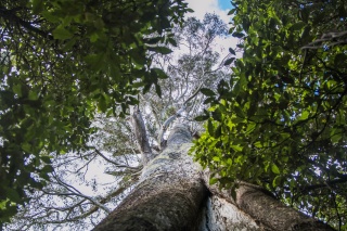 Giants of the Leven Big Tree 3 0297 by Tilde Bergstrom