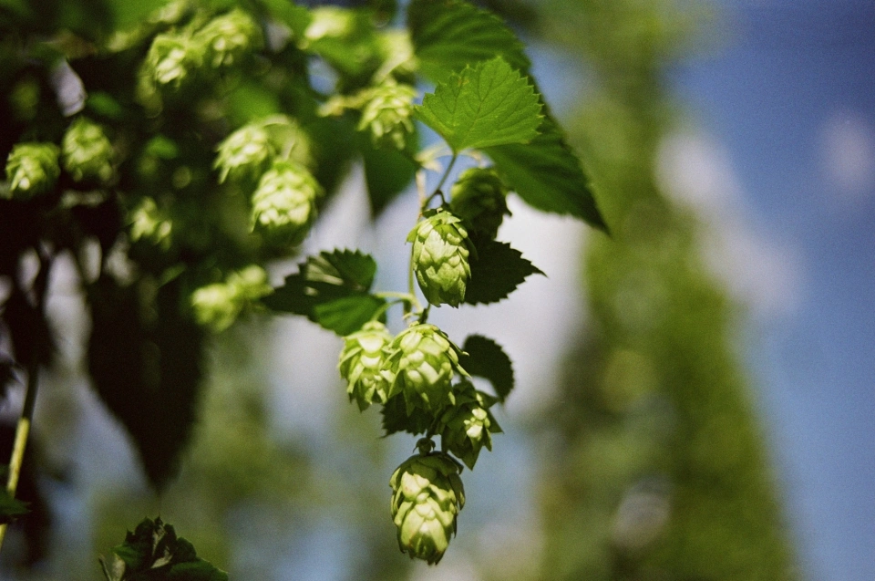 Hops by Markus Spiske, unsplash