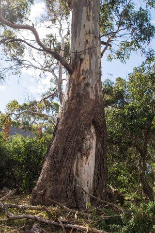 Tree, Tilde Bergstrom 1478