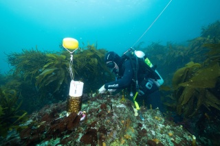 Giant Kelp Restoration Tasmania Stefan Andrews13