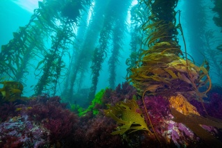 Giant kelp portrait 8 Port Davey TAS Stefan Andrews