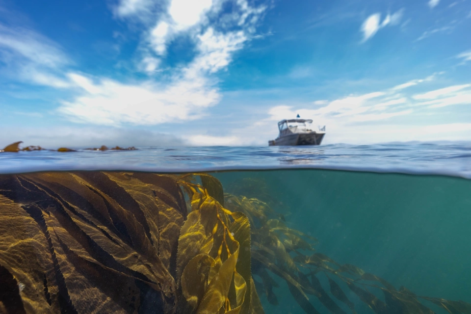 Giant Kelp Restoration Tasmania Stefan Andrews23