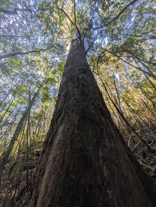 Giant tree Myrtle Gully track low res by Helen Cushing