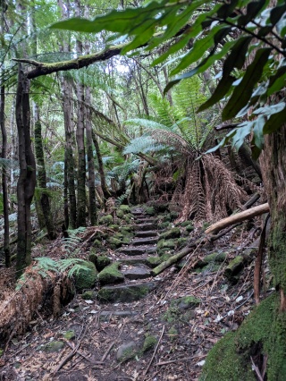 Myrtle Gully track steps medium size by Helen Cushing