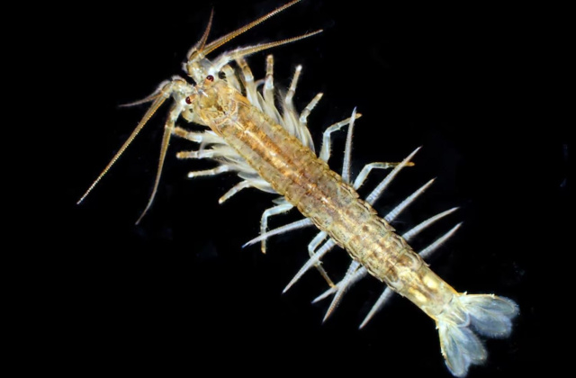 Tasmanian freshwater shrimp source ABC news by Christoph Hopel