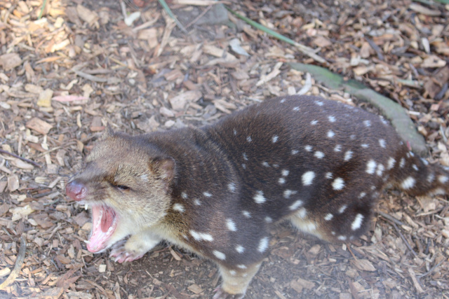 Spotted Quoll Phill Pullinger